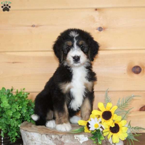 Cider, Bernedoodle Puppy